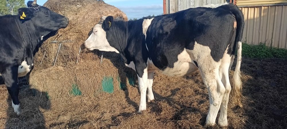 Jałówki zacielone mleczne