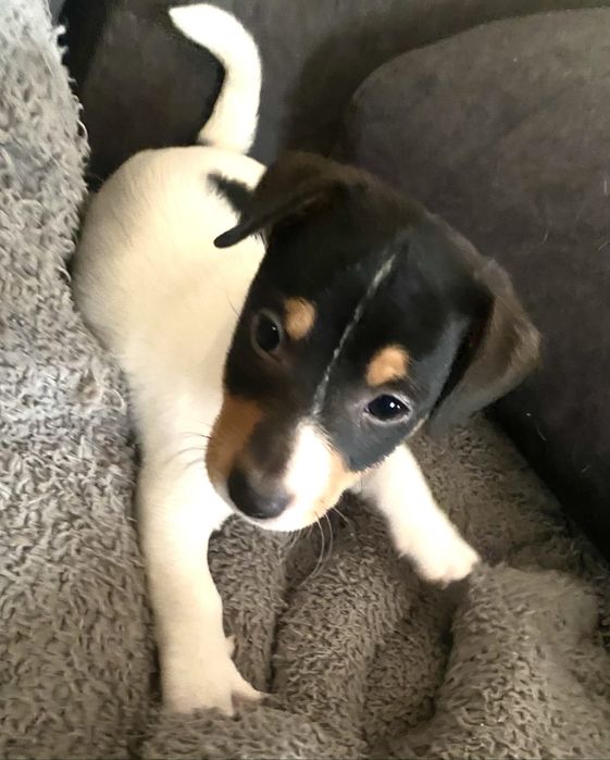 Джек Рассел Терьер- КСУ