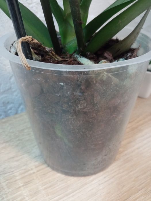 Орхідея.      ...