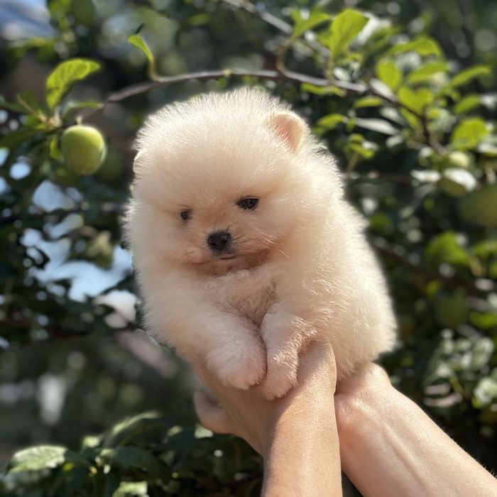 ляльковий Ведмедик шок классу.