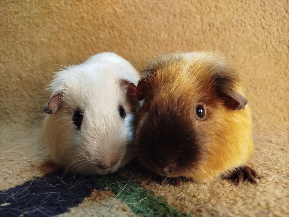 Морская свинка. Порода сатин. Самцы.