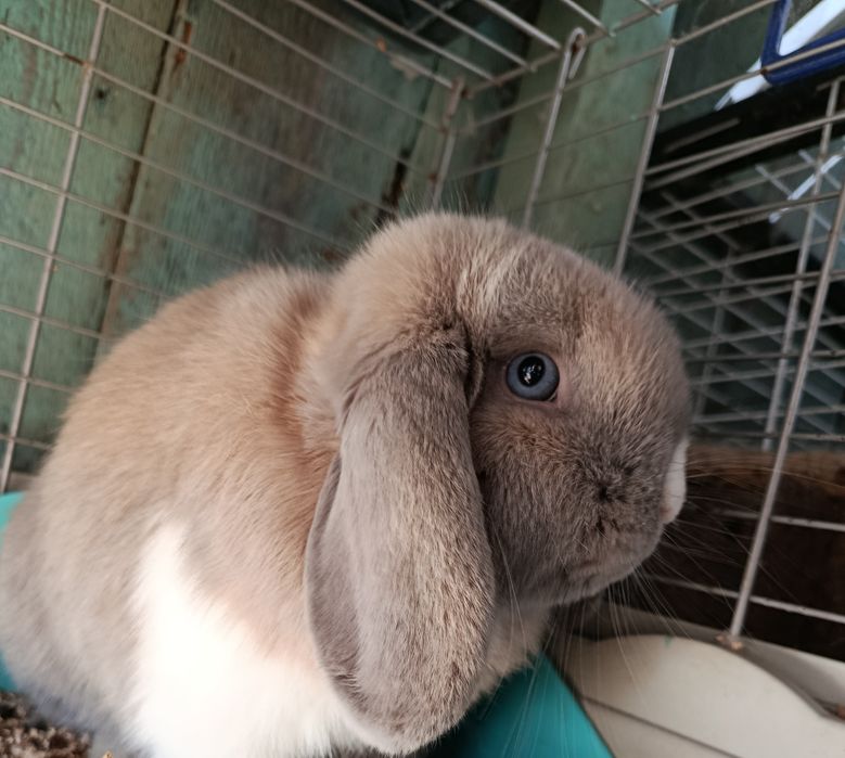 Samiec mini lop do hodowli królik samiec rozpłodowy