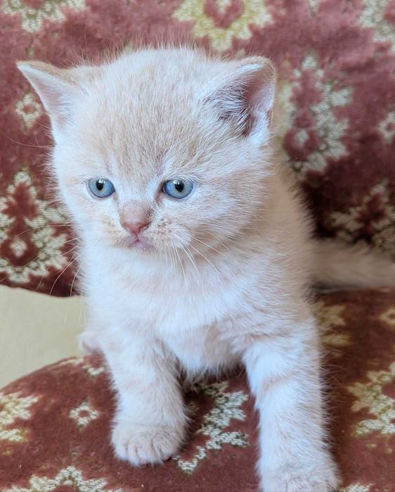 шикарний шотландський котик кремовий таббі