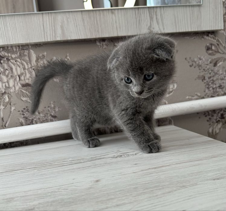 Шотландські кошенята