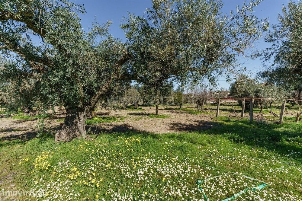 Terreno / Fundão, Martianas
