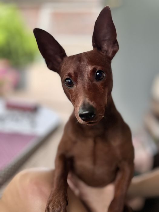 Цвергпінчер, в'язка.