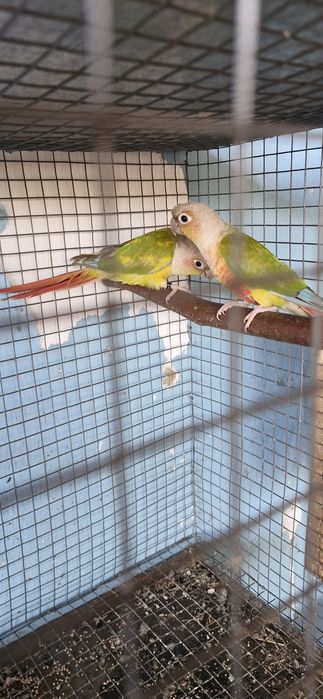 Casal de Pyrrhuras Pineapple (Sexados)