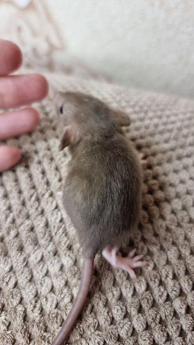 Крыса дамбо мальчики