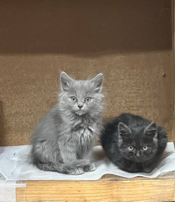 Котики в добрі руки