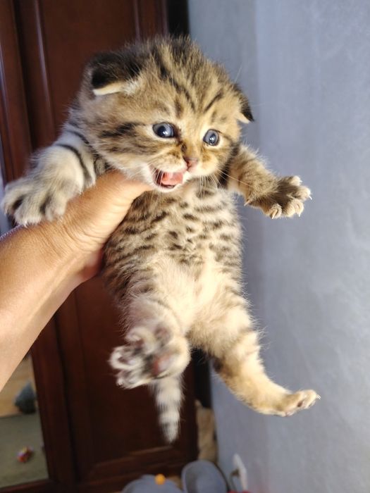 Шотландські кошенята