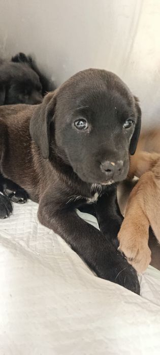 Cães bebés para adoção responsável
