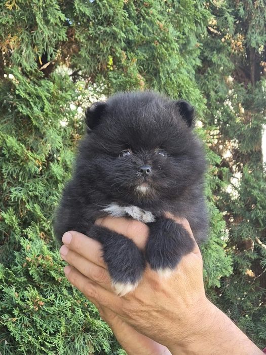 Szpic miniaturowy pomeranian ( piękny malutki czarny piesek)