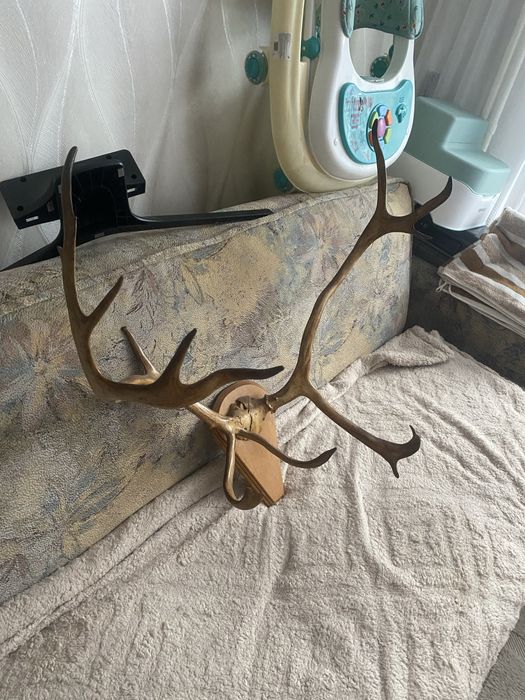 Оленячі роги з підставкою