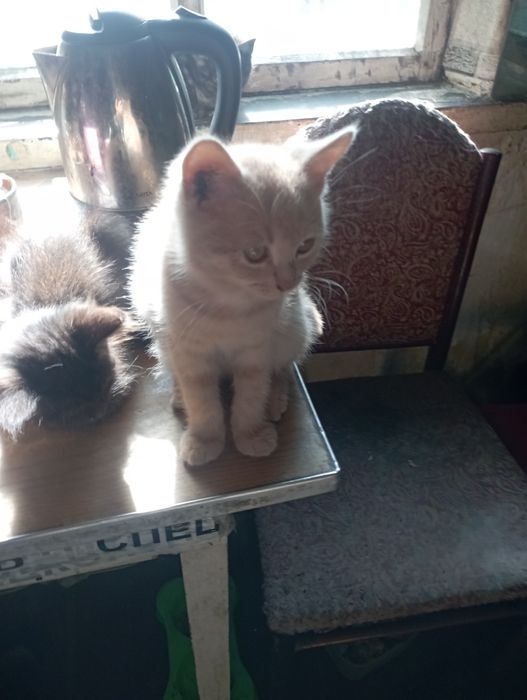 Віддам в добрі руки.