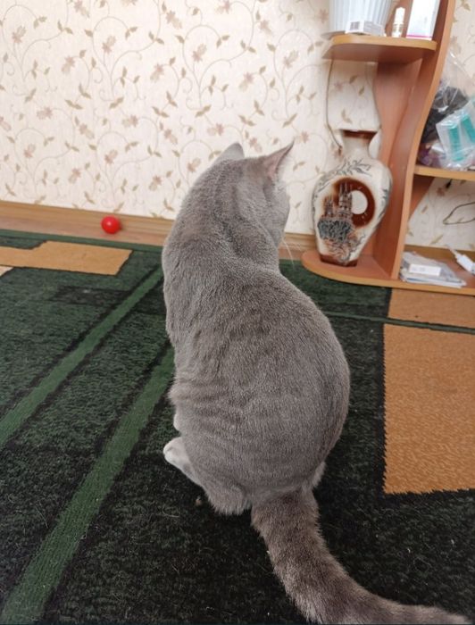 Шотландский голубой пятнистый а24 Гудвин