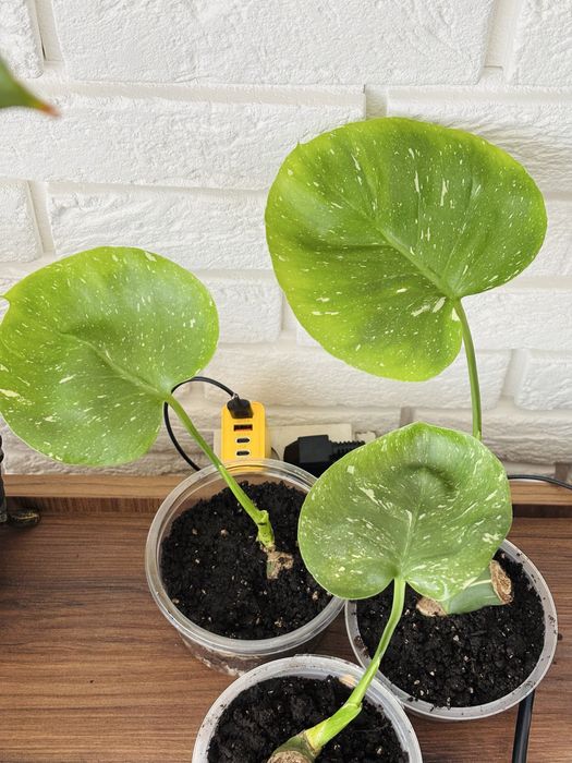 Monstera deliciosa 'Thai Constellation'