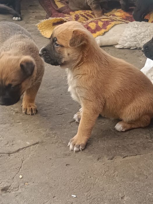 Малинка, щенки продаём