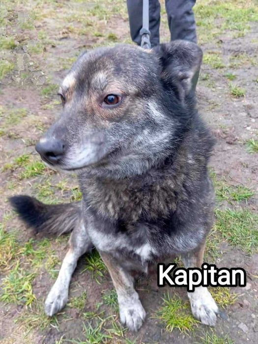 Bardzo poczciwy pies szuka domku.