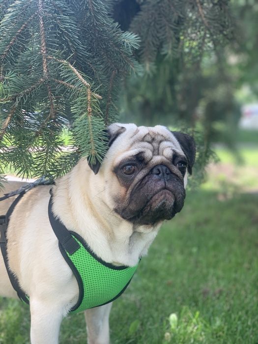 Шукаємо дівчинку для мопса