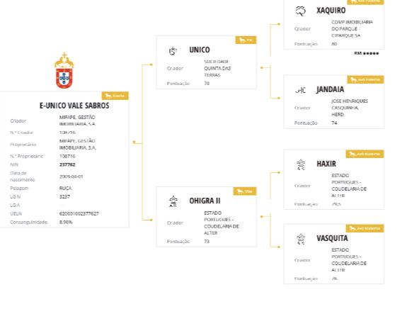 Puro Sangue Lusitano de desporto