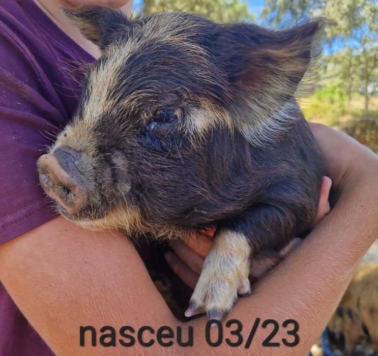 Porcinhos de kunekune
