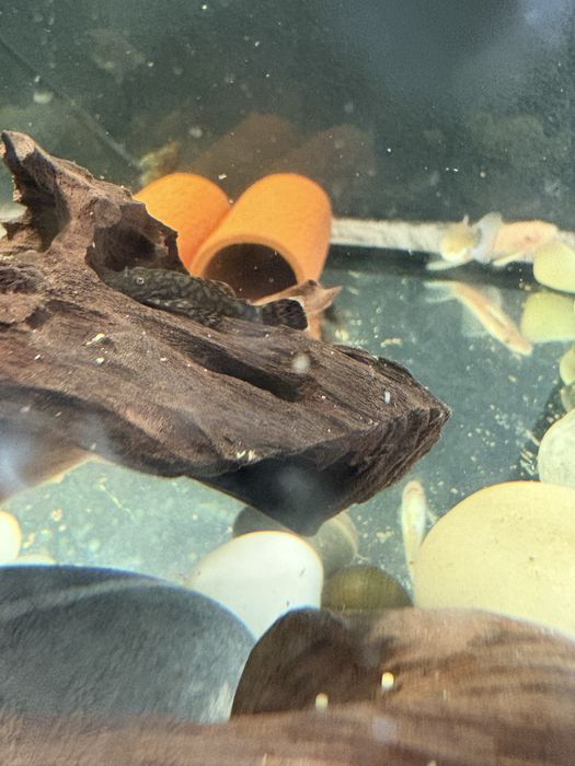 Glonojad paraguay 3-4 cm