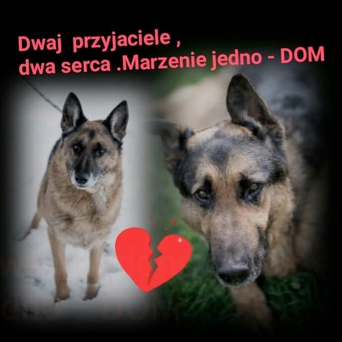 Pat i Mat - mieli kiepskie życie .Szukają domów .Wspólnie lub osobno