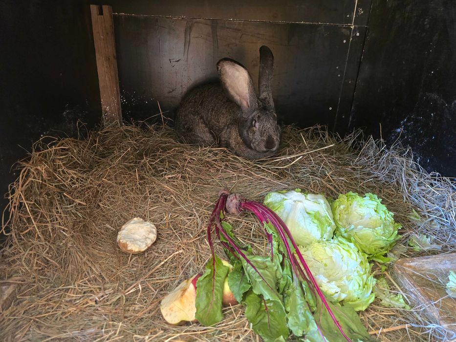 Olbrzym Belgijski młode