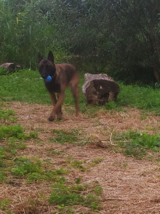 Малінуа Бельгійська вівчарка КСУ
