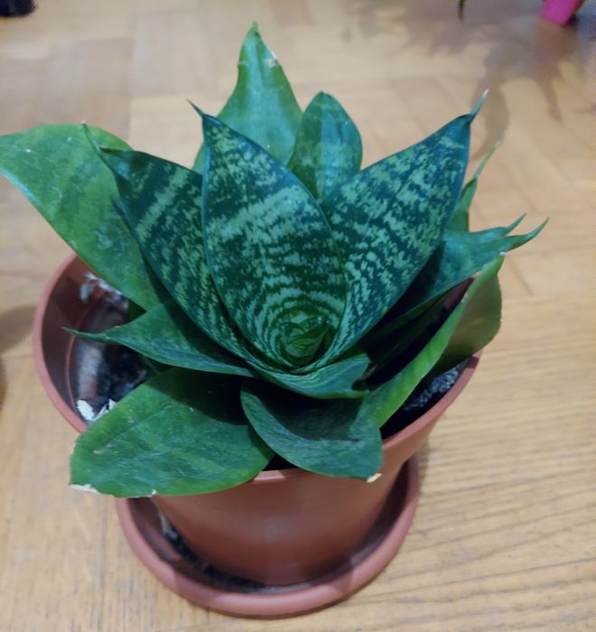 Sansewieria, wężownica