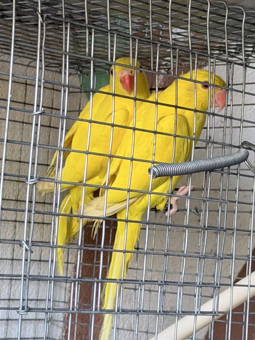 Vendo casais de aves