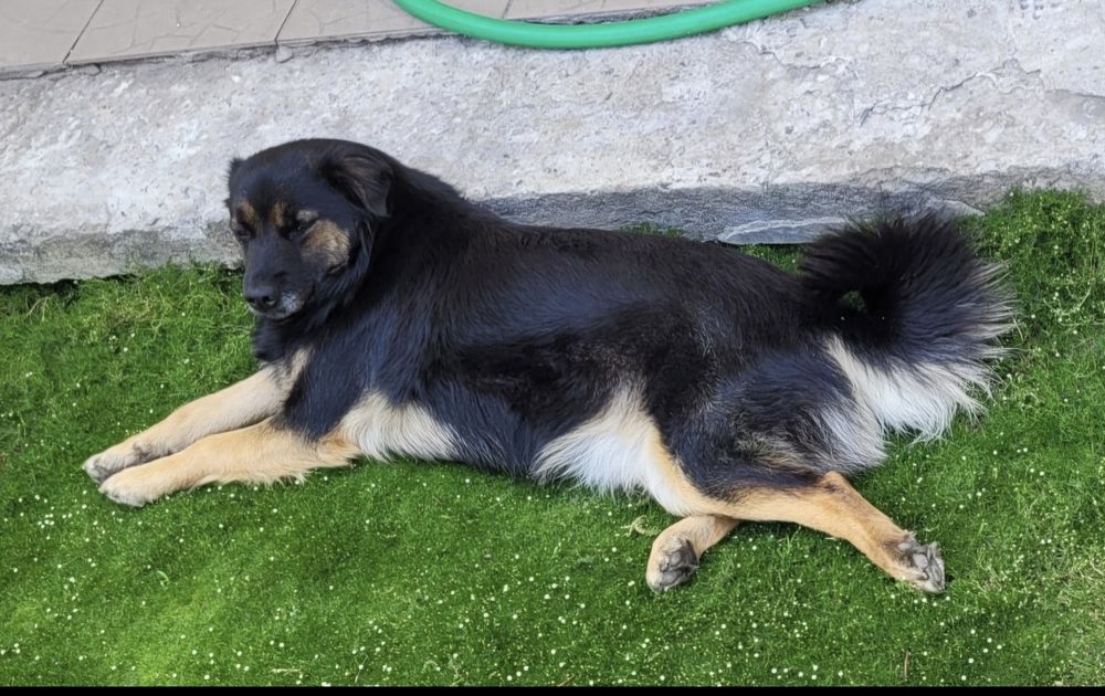 ПРОПАЛА загубилася собака розшук