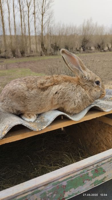 Продаються Кролики