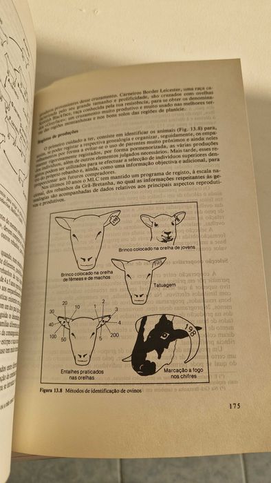 Livro Manual da Criação de Ovinos, Andrew W. Speedy