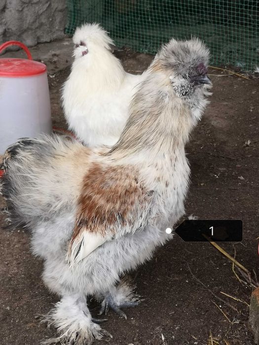 Kogut Silki jedwabistej i Czubatki