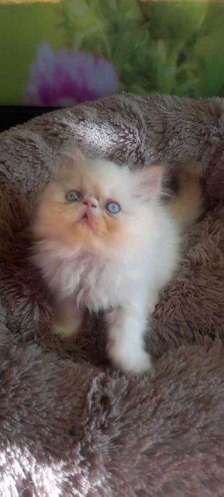 Персидские котята