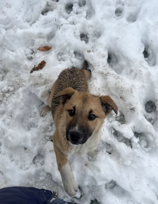 Маленька собака/ песик шукає дім