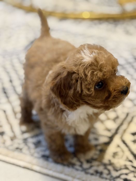 Cavapoo  piesek certyfikat