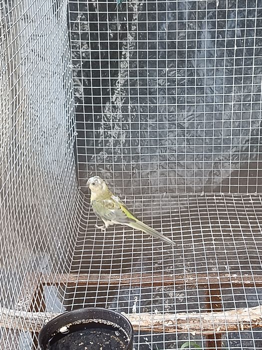 Red rumped 2026 Aves anilhadas