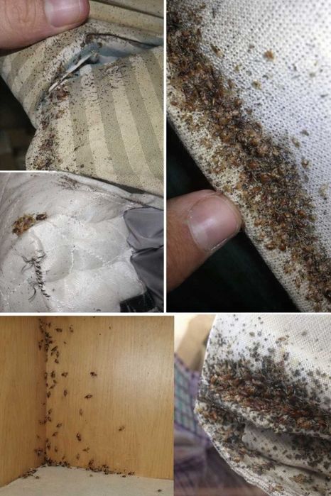 Обробка квартири від тарганів клопів бліх | Безпечна дезінфекція