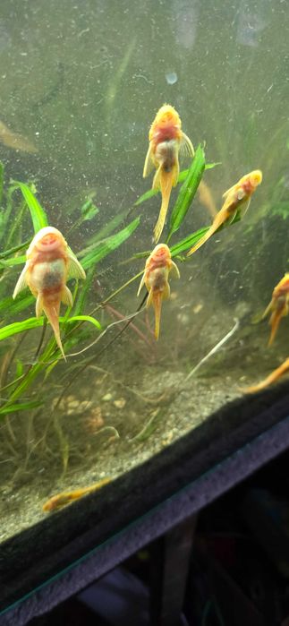Glonojady albinosy