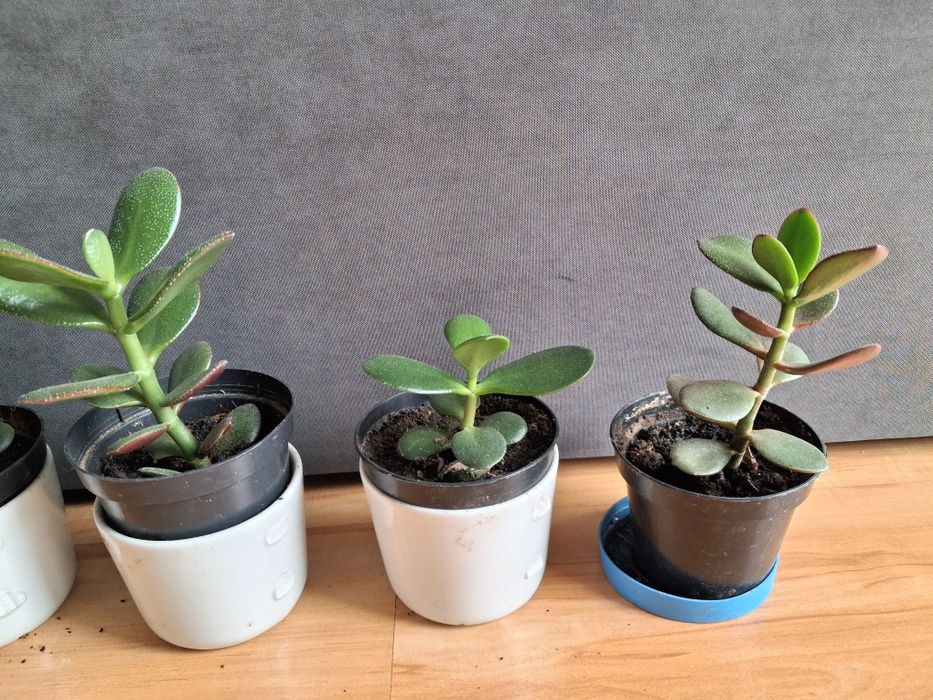 Grubosz - drzewko szczęścia