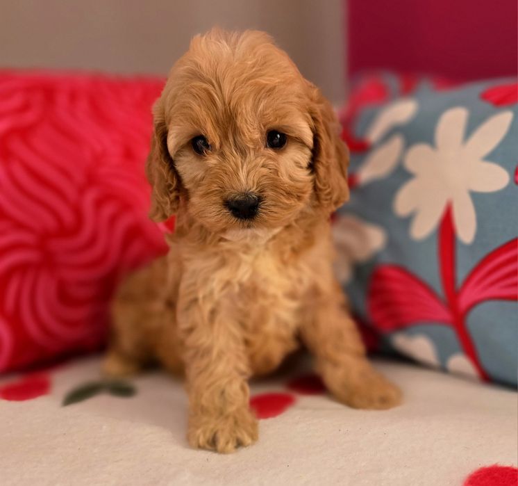 Sunia cockapoo!!