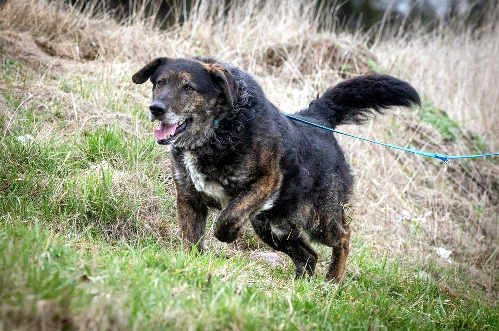 Esej - psi przystojniak o przepięknym charakterze