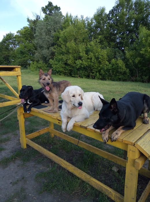 Кинолог. Профессійне дресерування собак.
