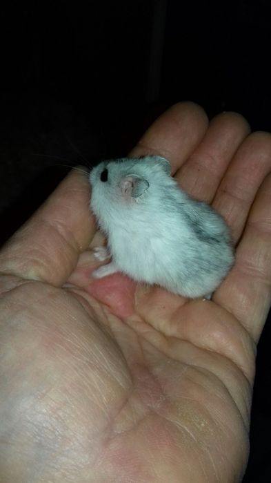 Карликовые джунгарские хомячки