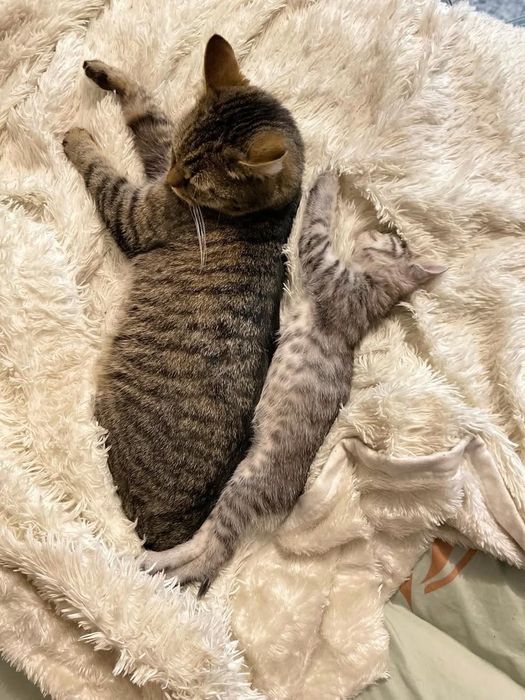 Отдать котов в добрые руки