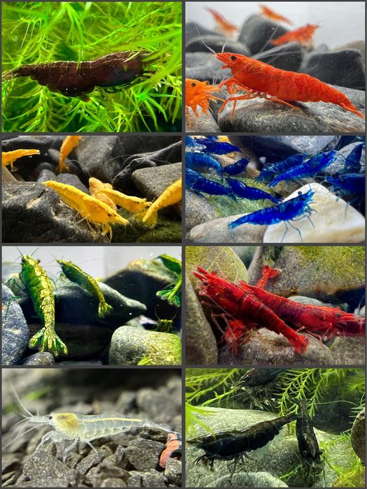 Аквариумные креветки неокардины чистой линии всех цветов