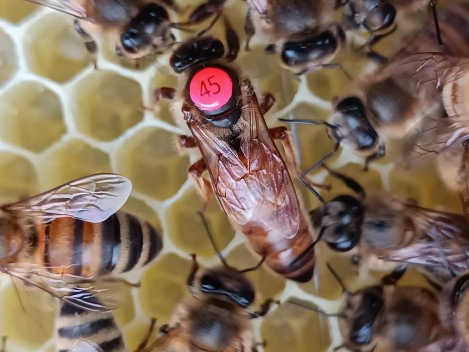 Пчеломатки Бакфаст