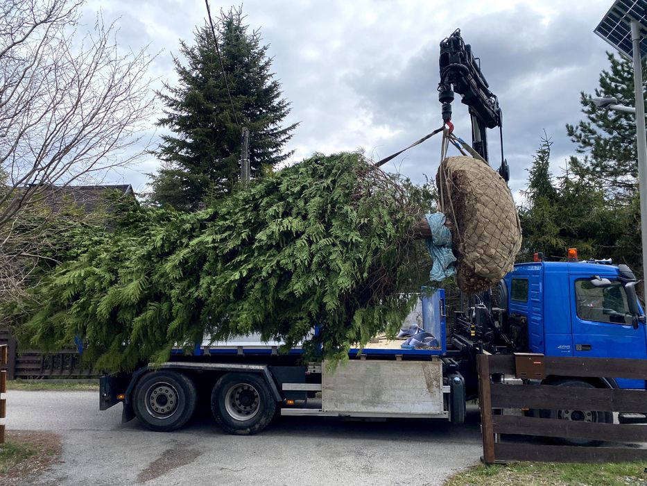 Zakładanie trawników, przycinanie żywopłotów  , sadzenie drzew